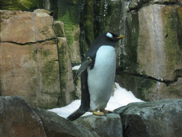 click for next image